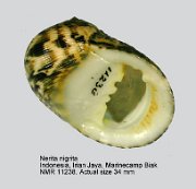 Nerita nigrita (4)